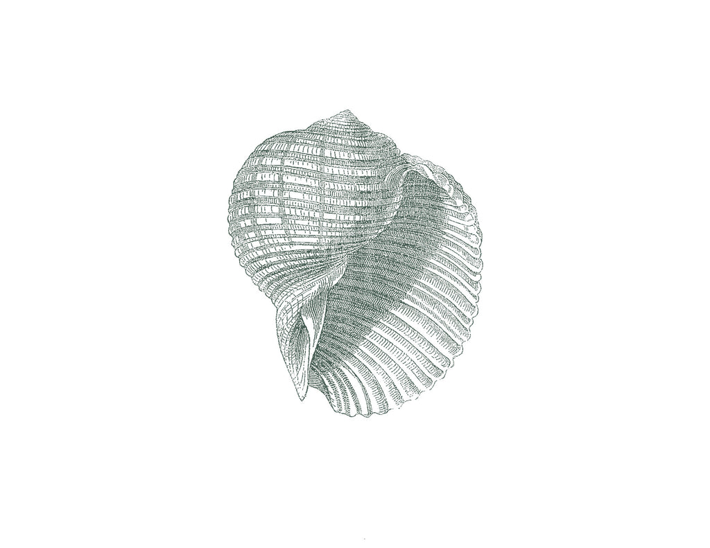 BEACHSIDE ANTIQUE SHELL