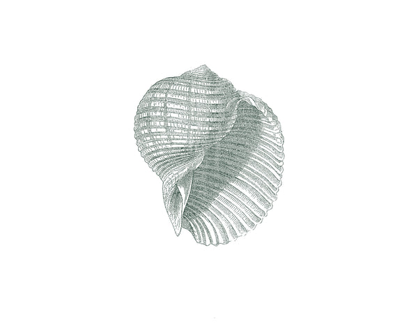 BEACHSIDE ANTIQUE SHELL