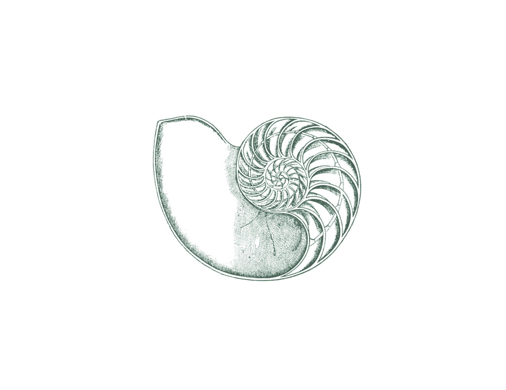 BEACHSIDE NAUTILUS