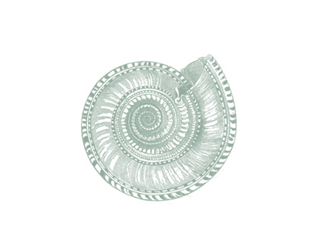BEACHSIDE URCHIN