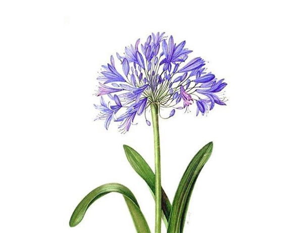 Agapanthus