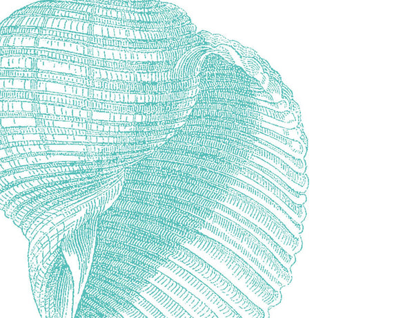 Antique Shell Aqua – Bien Ecrit