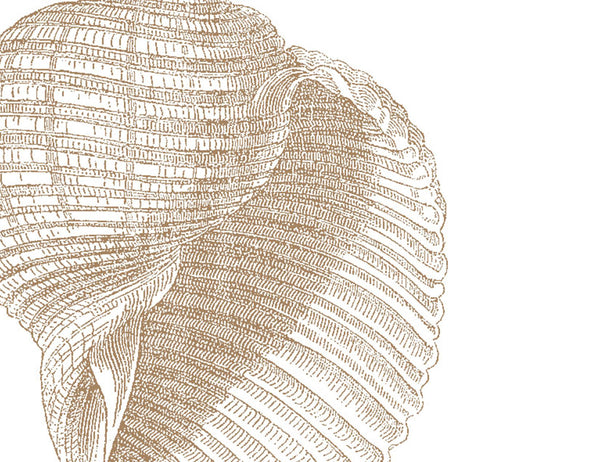 Antique Shell Sepia