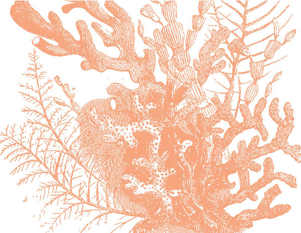 Coral Bouquet Letterpress