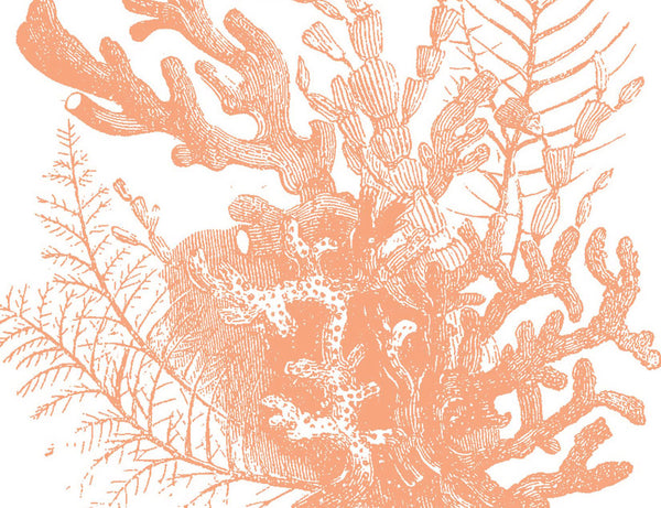 Coral Bouquet