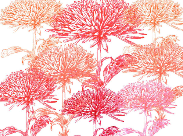 Dahlias