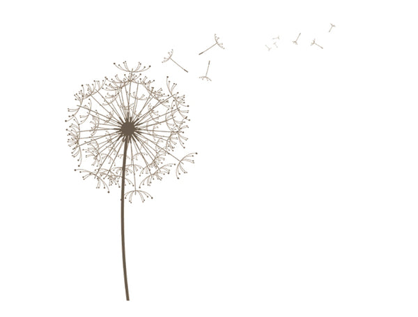 Dandelion Grey