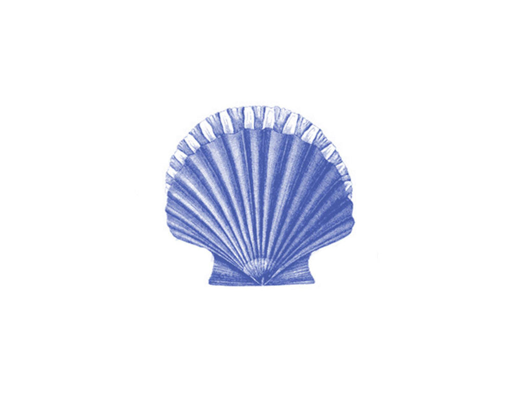 Scallop Shell
