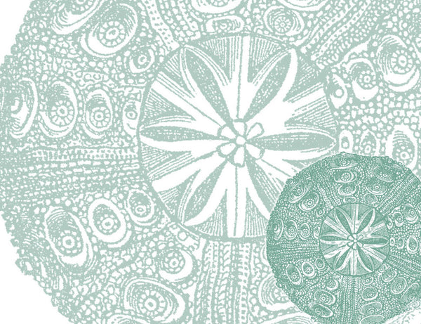 Double Sea Urchin