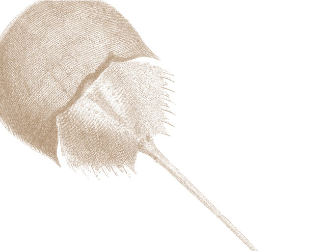 Horseshoe Crab Sepia