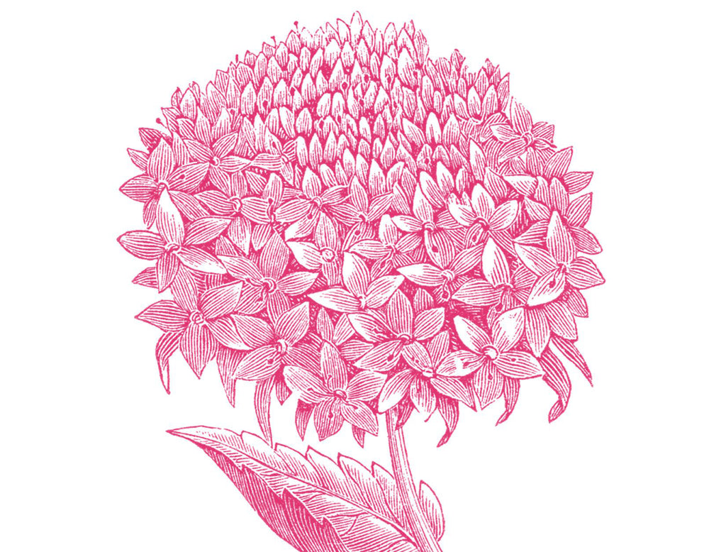Hydrangea Pink