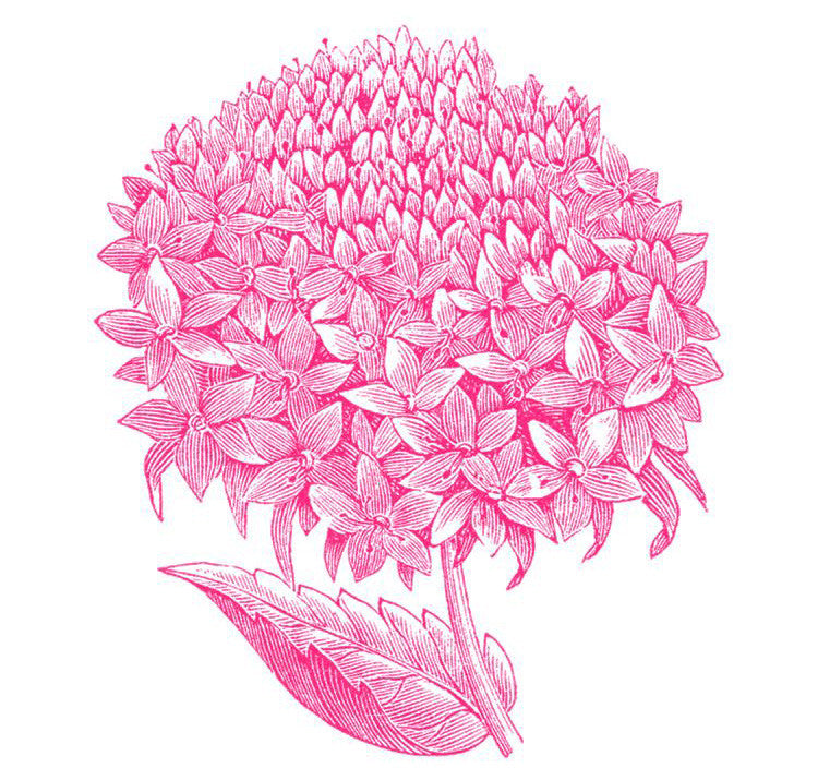 Hydrangea