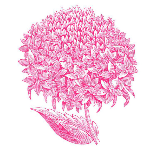 Hydrangea