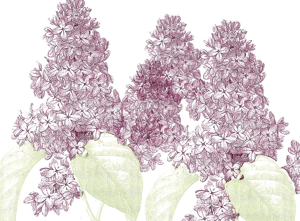 Lilacs