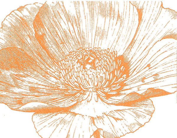 Orange Poppy