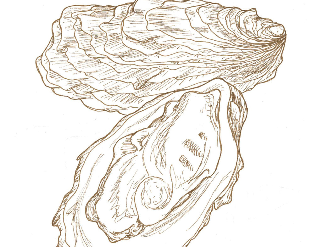 Oysters