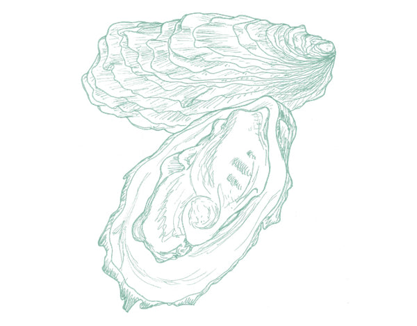 Oysters Aqua