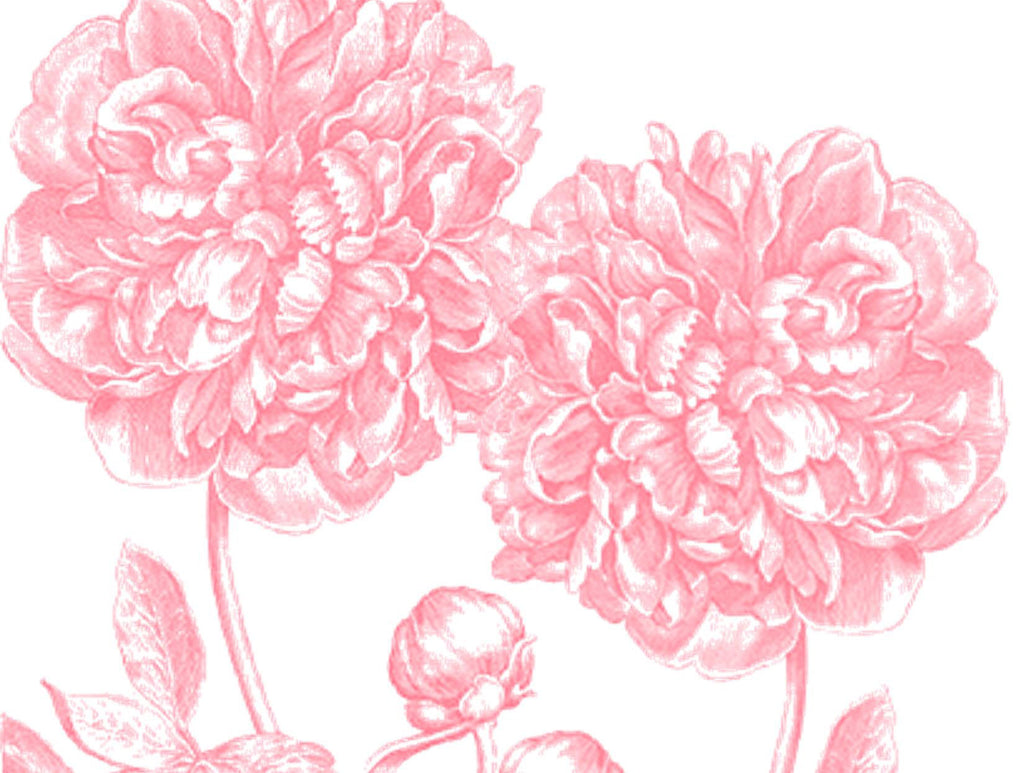 Peonies Pink