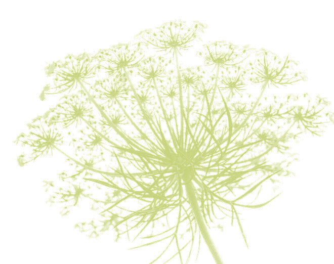 Queen Anne's Lace 1