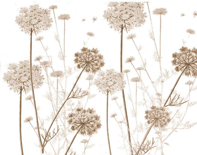 Queen Anne's Lace 2
