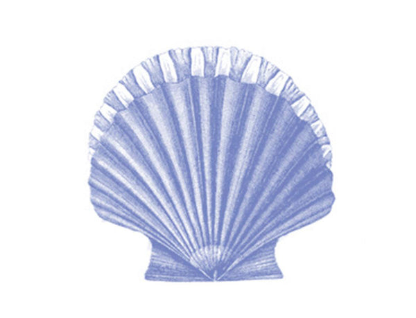 Scallop Shell