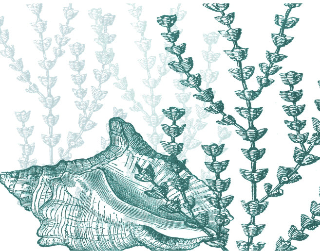 Sea Life 2