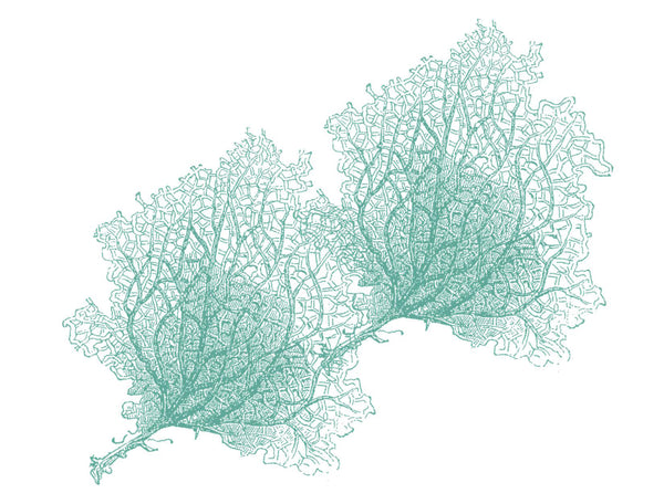 Sea Fans