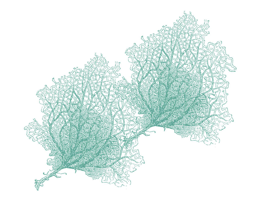 Sea Fans Aqua