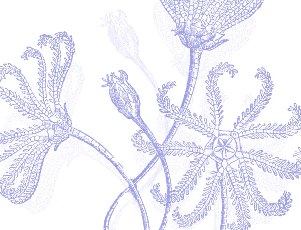 Sea Life Blue
