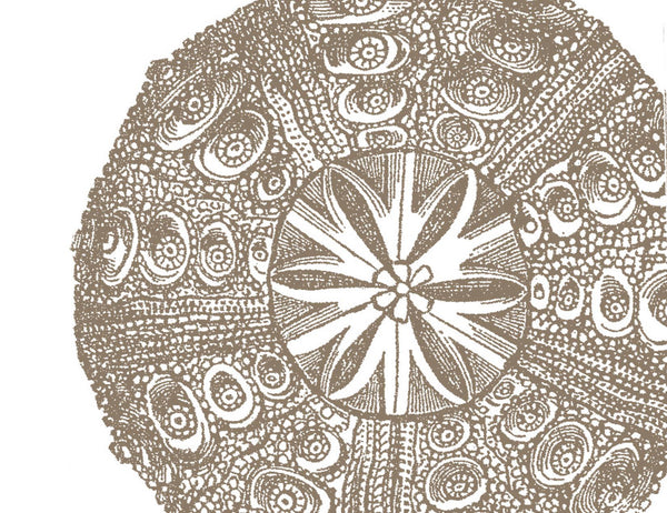 Sea Urchin Khaki