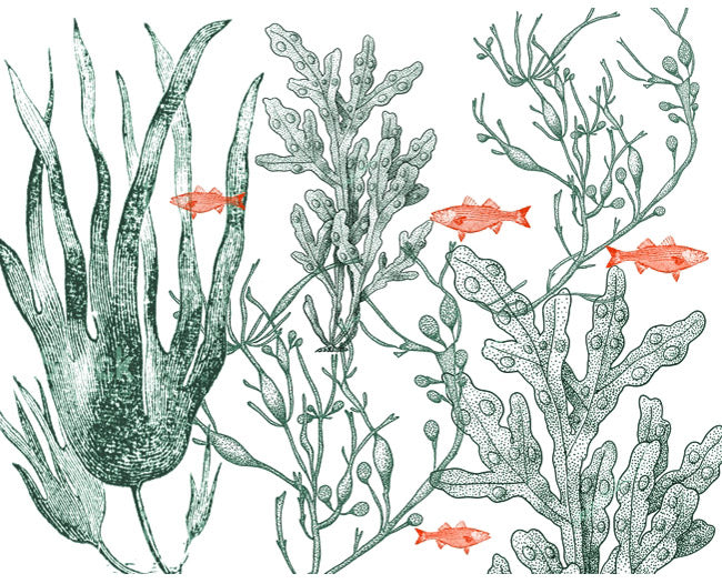 Seaweed and Fish
