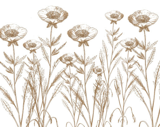 Sepia Anemone