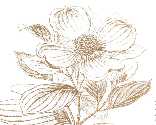 Sepia Dogwood