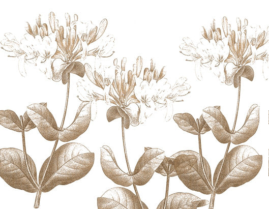 Sepia Honeysuckle
