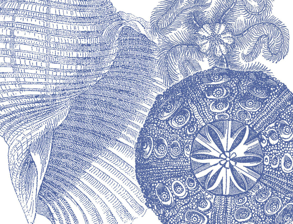 Shell Collage