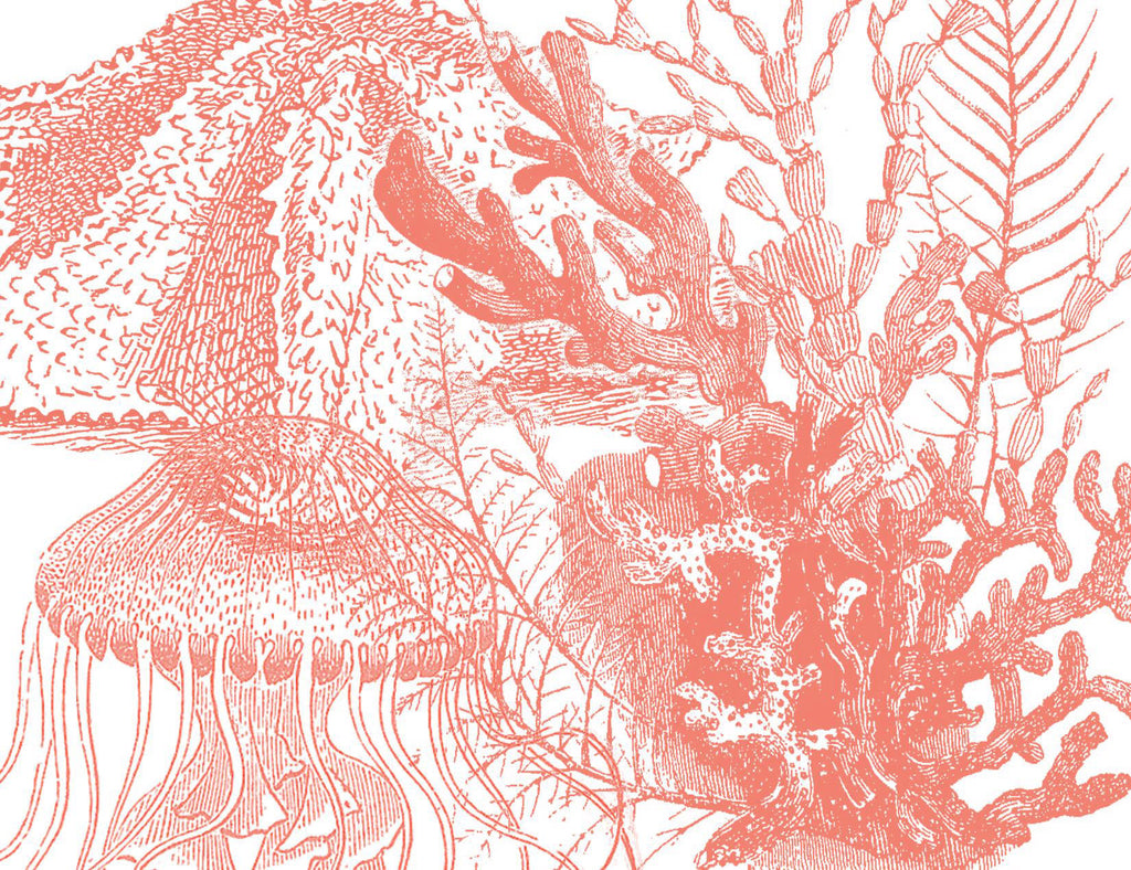 Shell Collage #1 Coral
