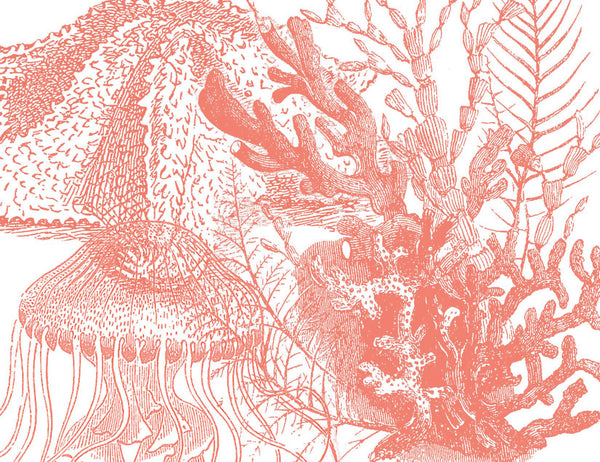 Shell Collage #1 Coral