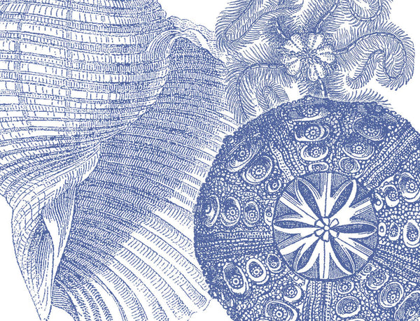 Shell Collage