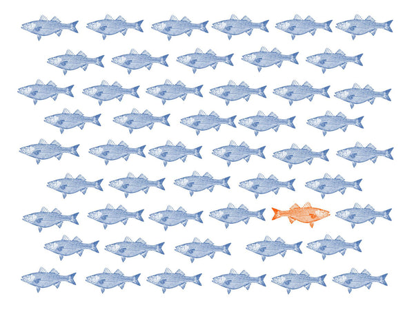 Striper School