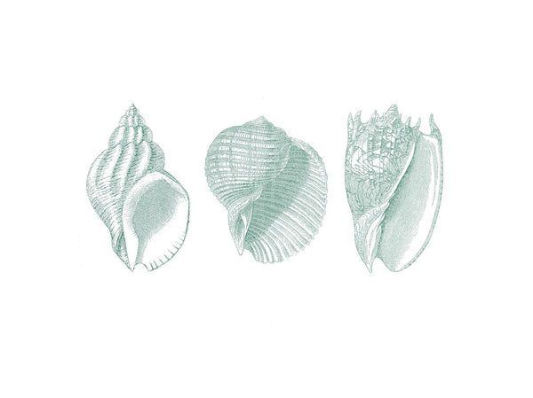 Three Shells Aqua