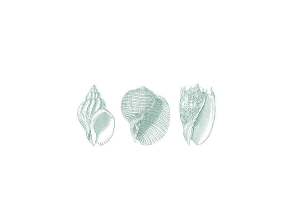 Three Shells Aqua