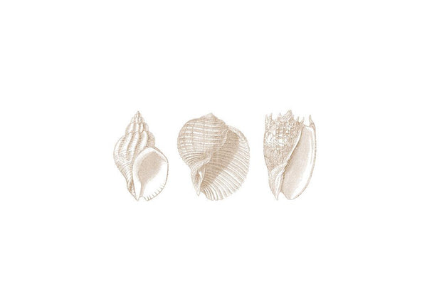 Three Shells Sepia