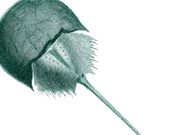 Horseshoe Crab Teal