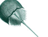 Horseshoe Crab Teal