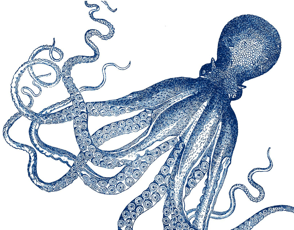Octopus