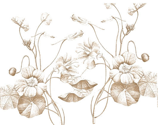 Sepia Nasturtium